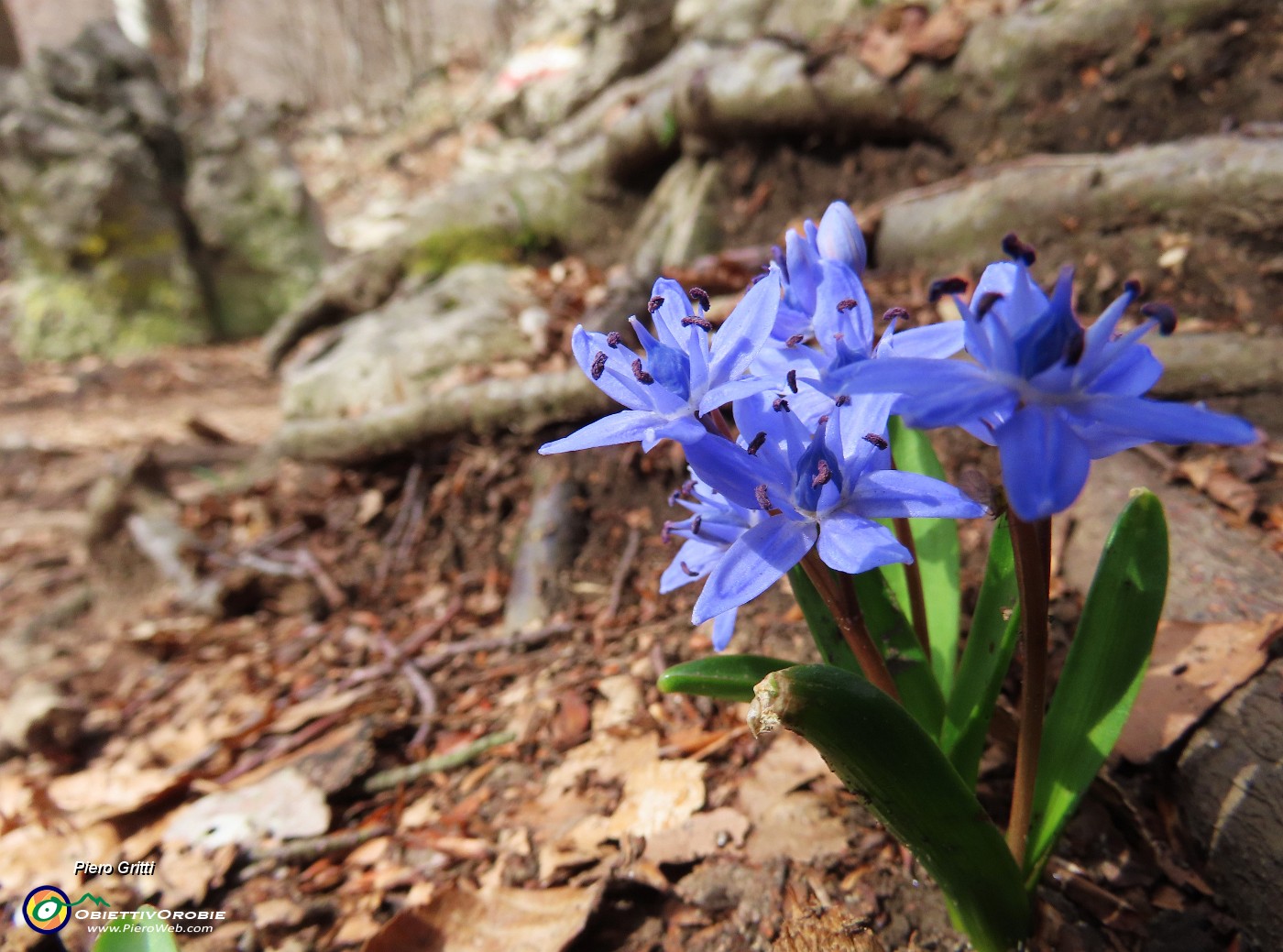 17 Scilla bifolia (Scilla silvestre).JPG